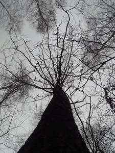 Magia drzewa1